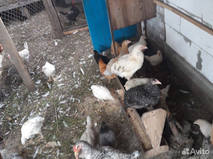 Домашняя птица