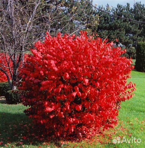 Бересклеты, Сныть, Золотарник, Окопник