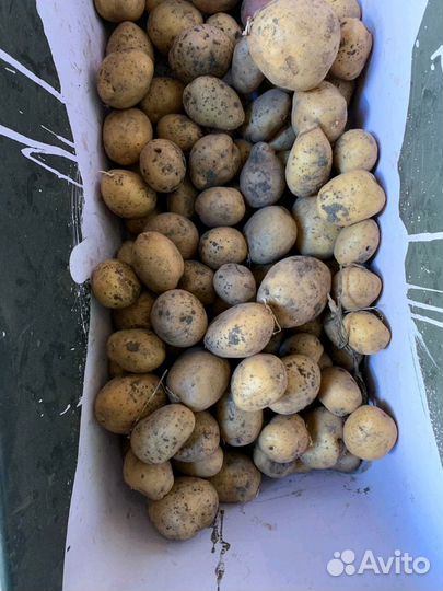 Лучшие сорта картофеля с доставкой бесплатно по го