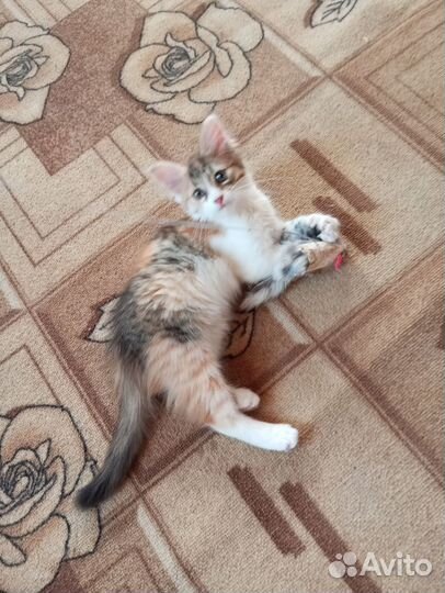 Котенок девочка