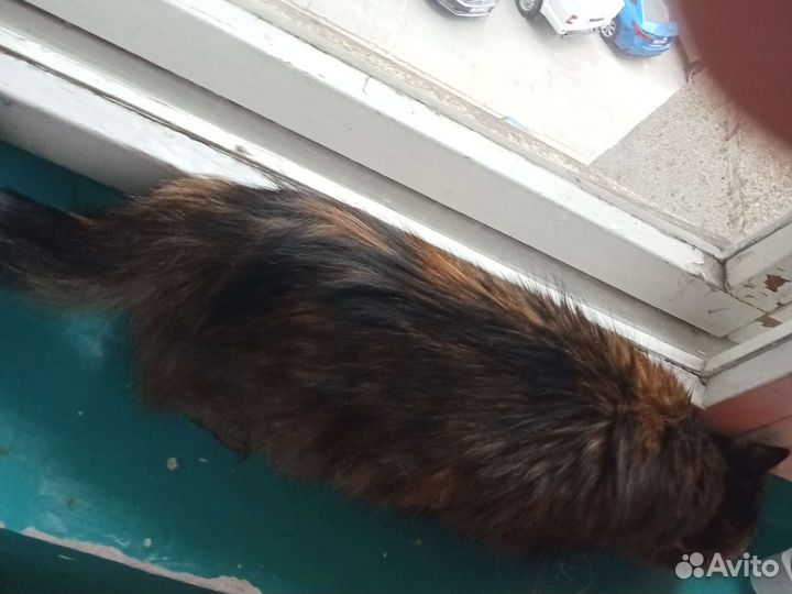 Кошка в дар бесплатно