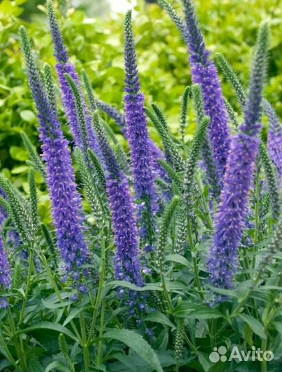 Многолетники Вероника, традесканция садовая