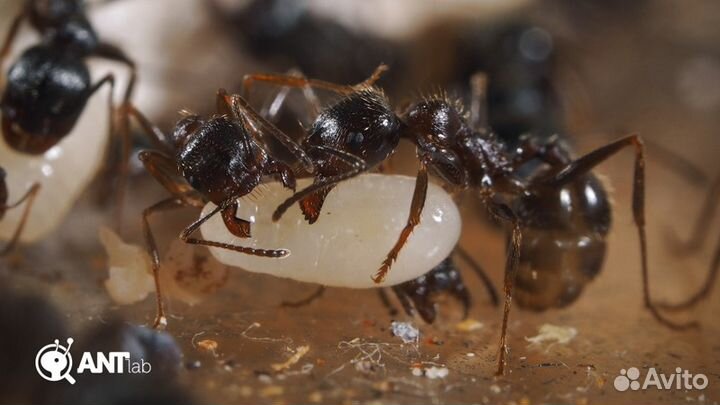 Messor structor (муравей-жнец). Опт/розница