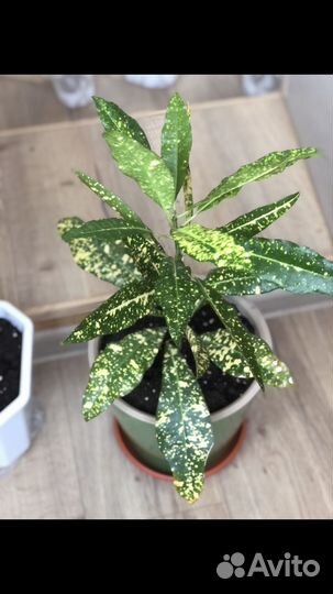 Кротон Аукуба