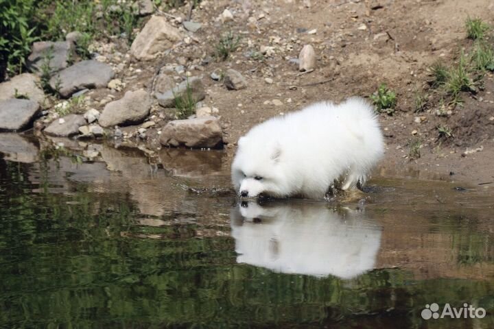 Самоед