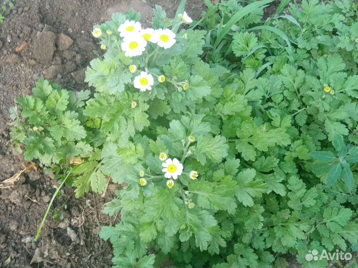 Цветы для сада