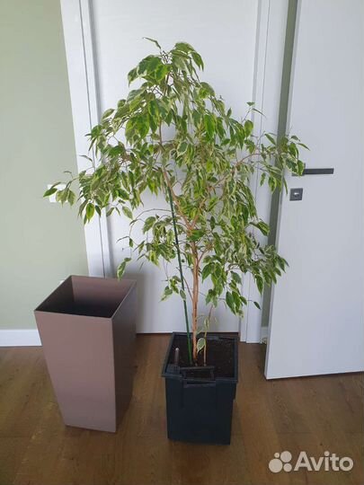 Фикус комнатный цветок