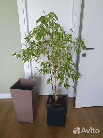 Фикус комнатный цветок