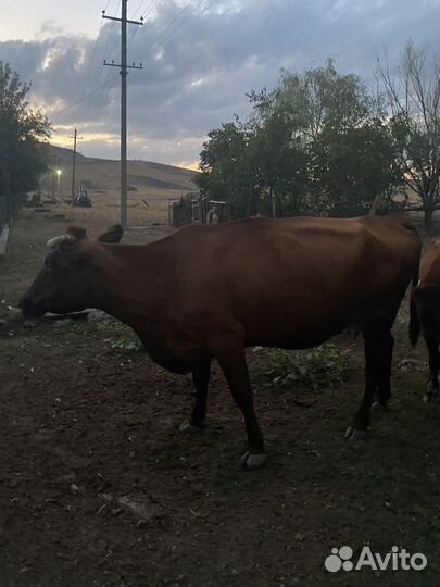 Корова дойная