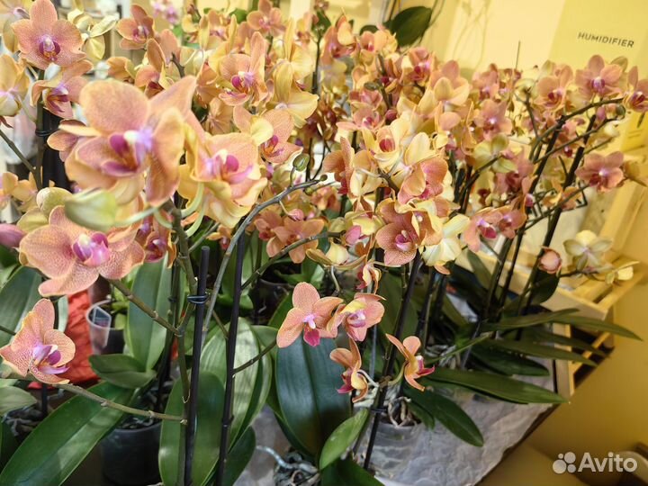 Орхидея фаленопсис
