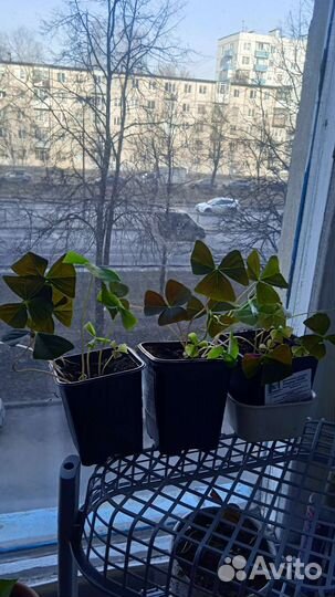 Кислица оксалис