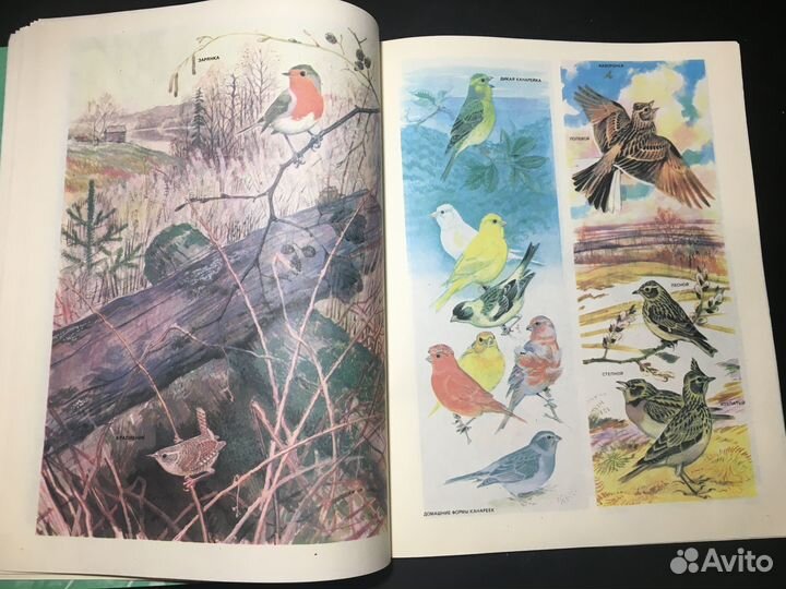 Наши питомцы, 1986 птицы аквариум террариум