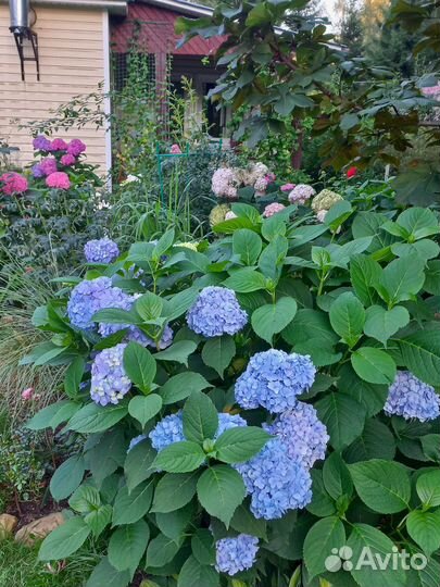 Продажа растений декоративные