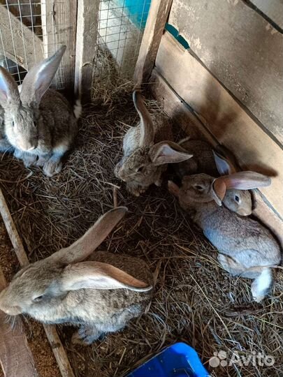 Кролики великаны