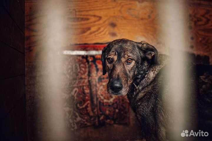 Собака в добрые руки