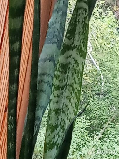 Cансевиерия