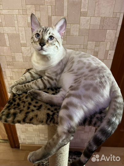 Вязка с бенгальским котом