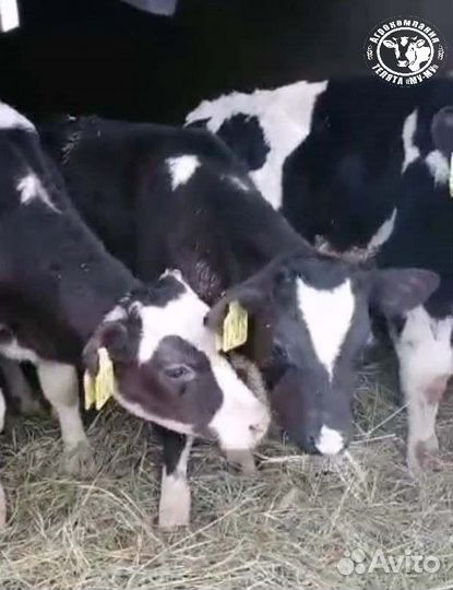 Телята Бычки