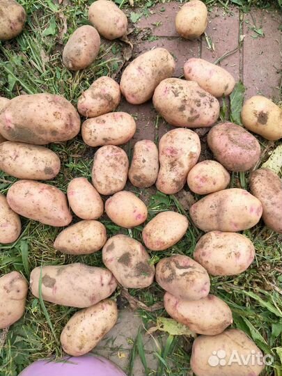 Картофель. Урожай 2023 года