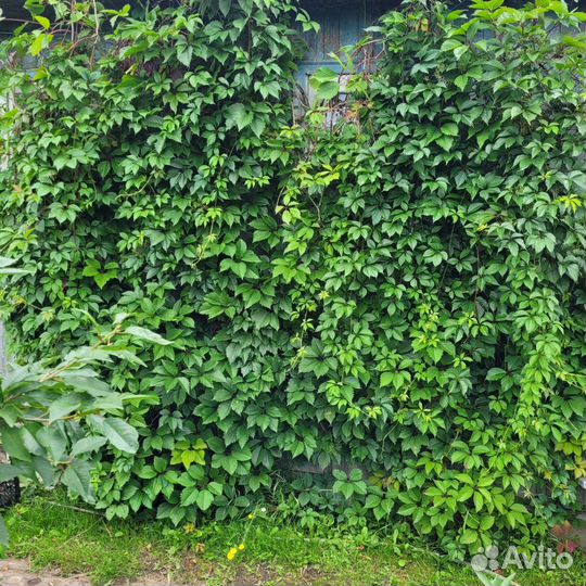 Девичий виноград