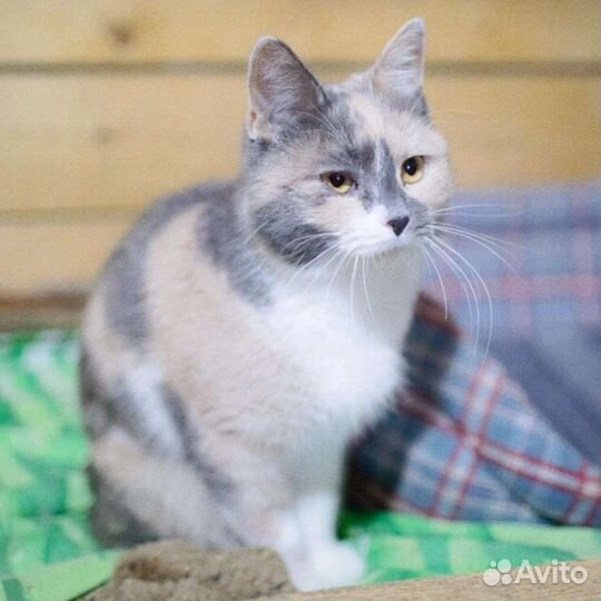 Мимоза ищет дом