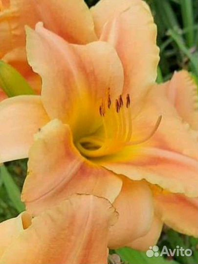 Лилейник сортовой