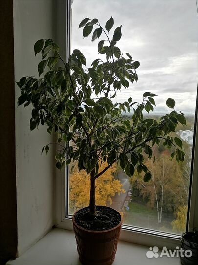 Фикус бенджамина пестролистный 85см