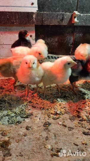 Цыплята кур несушек
