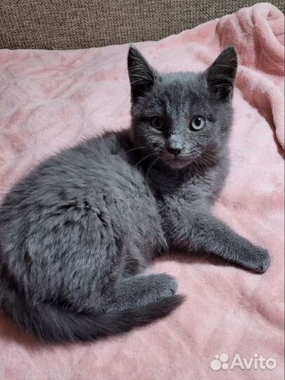 Котенок 2 месяца девочка