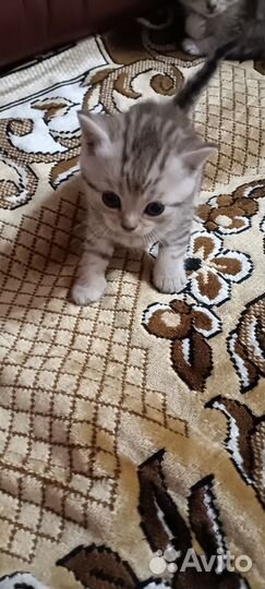 Шотландские котята
