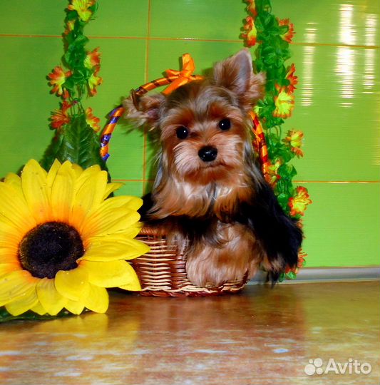 Йоркширский терьер - Мальчик 9 месяцев