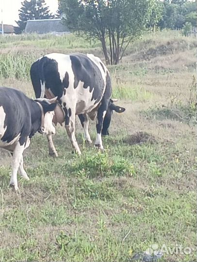 Коровы дойные