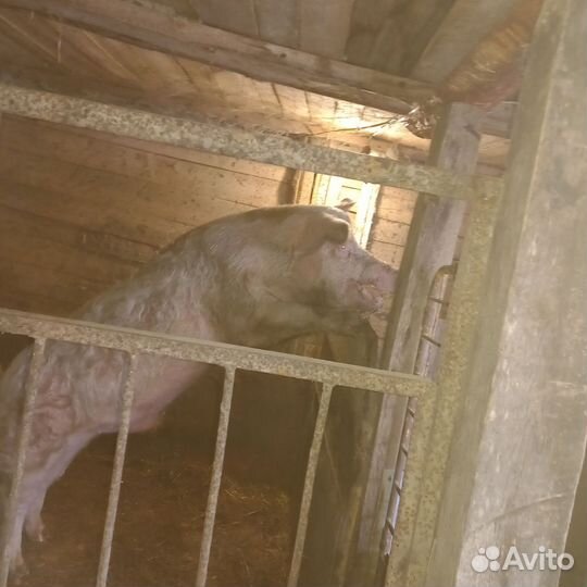 Хряк на племя