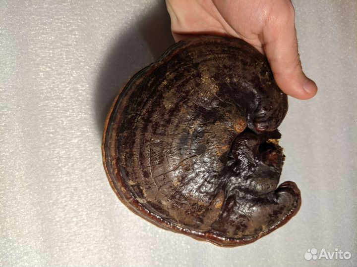 Рейши, трутовик лакированный (Ganoderma lucidum)