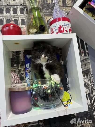 Отдам котенка в добрые руки