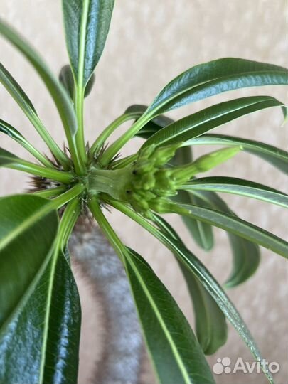 Пахиподиум 140 см, отцвел в августе