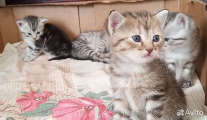 Котята в добрые руки