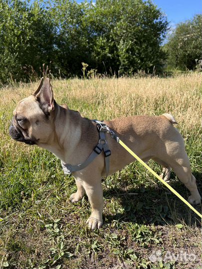 Французский бульдог кабель вязка