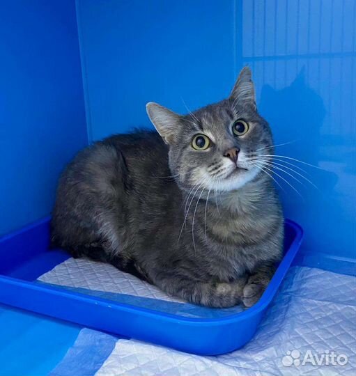 Самый нежный кот Дартаньян ждёт семью