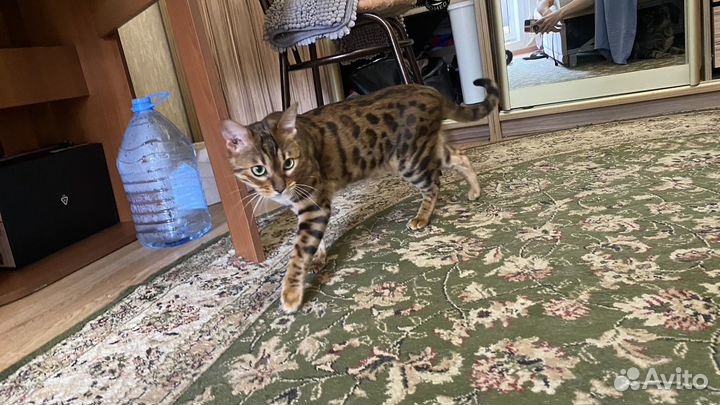 Бенгальский кот