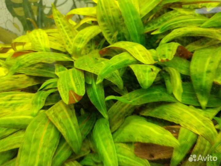 Криптокорина аффинис