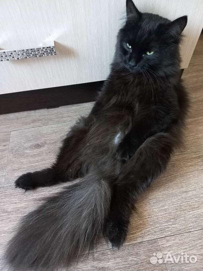 Отдам бесплатно кота