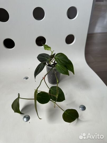 Сциндапсус, филодендрон