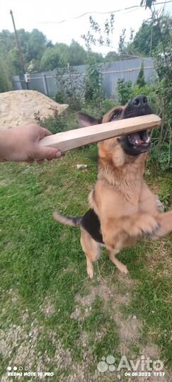 Немецкая овчарка