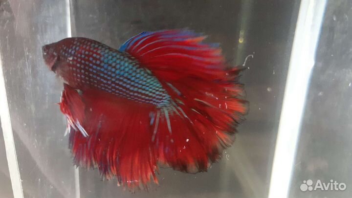 Рыбка петушок