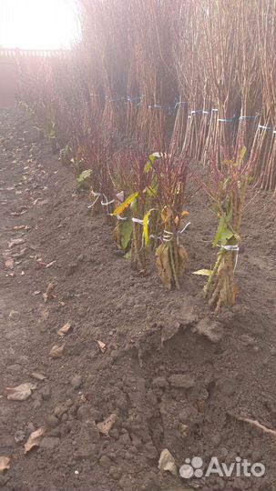 Колоновидный персик,груша,яблоня