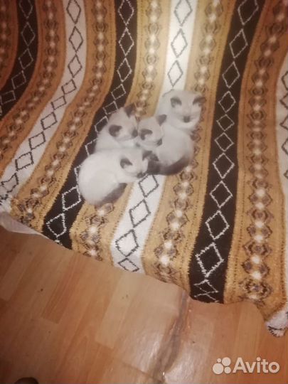 Котята регдолл