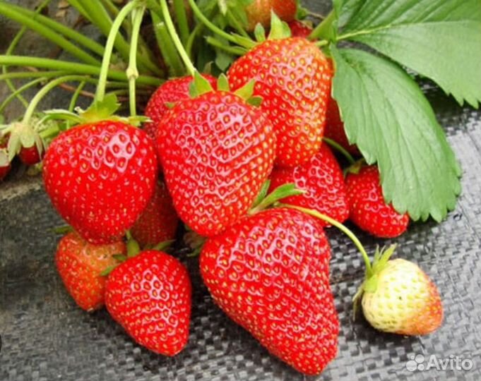 Клубника ремонтантная Вима рина