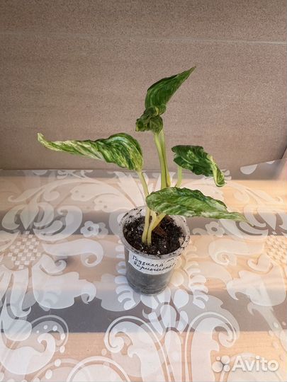 Домашние цветы