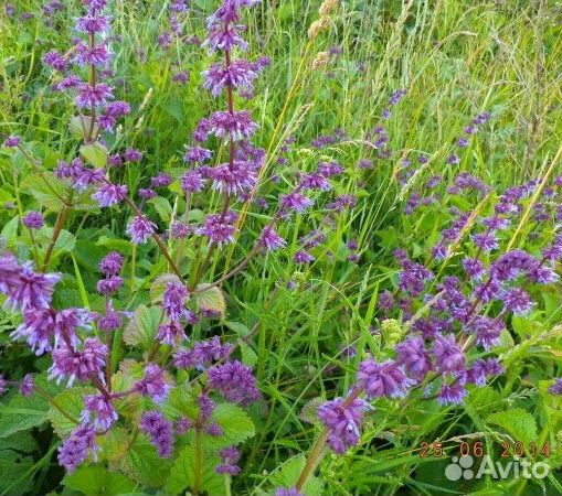 Шалфей мутовчатый (семена), (Salvia verticillata L